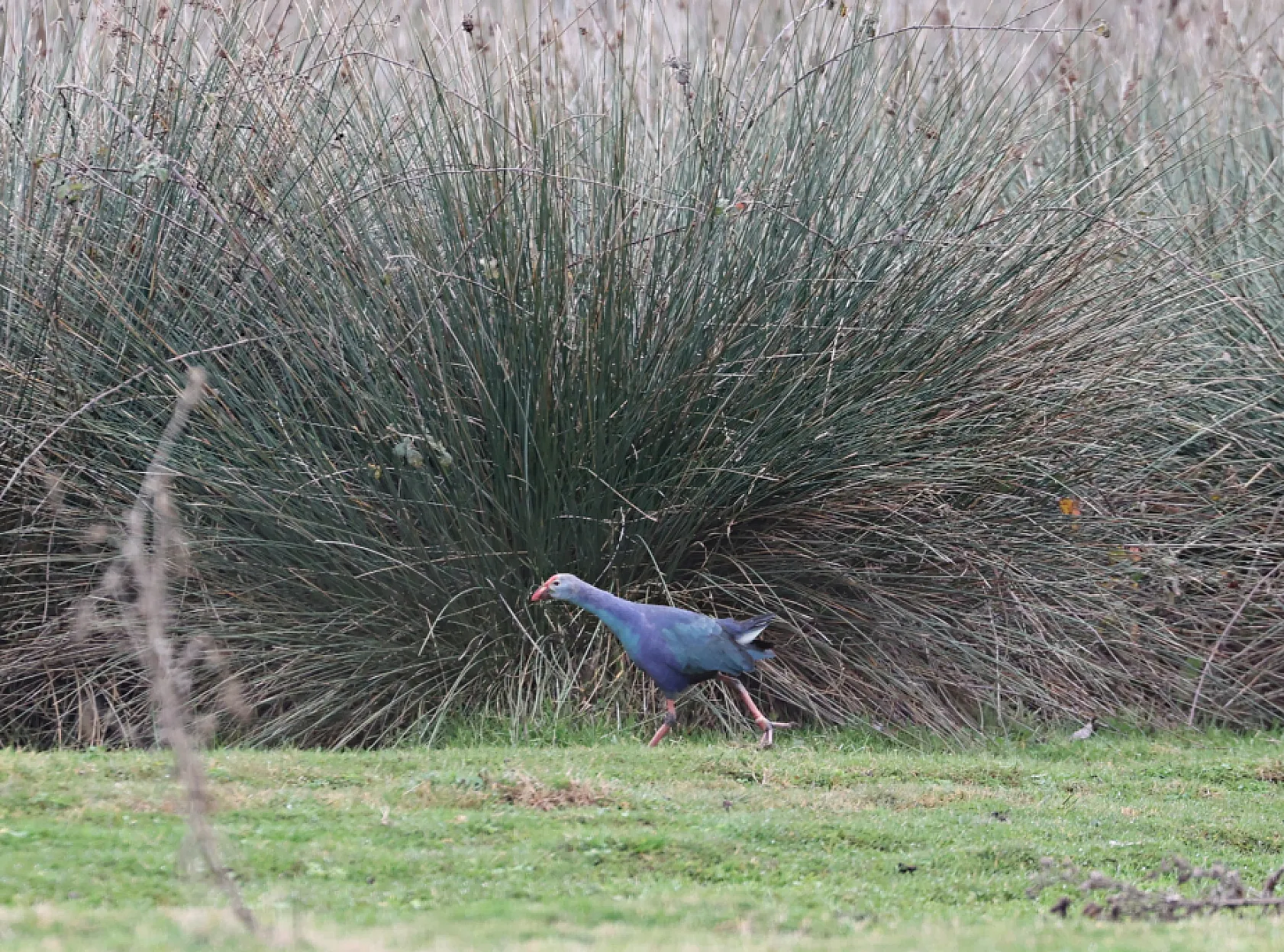 Kızılırmak Deltası Zengin Biyoçeşitliliğiyle Dikkat Çekiyor