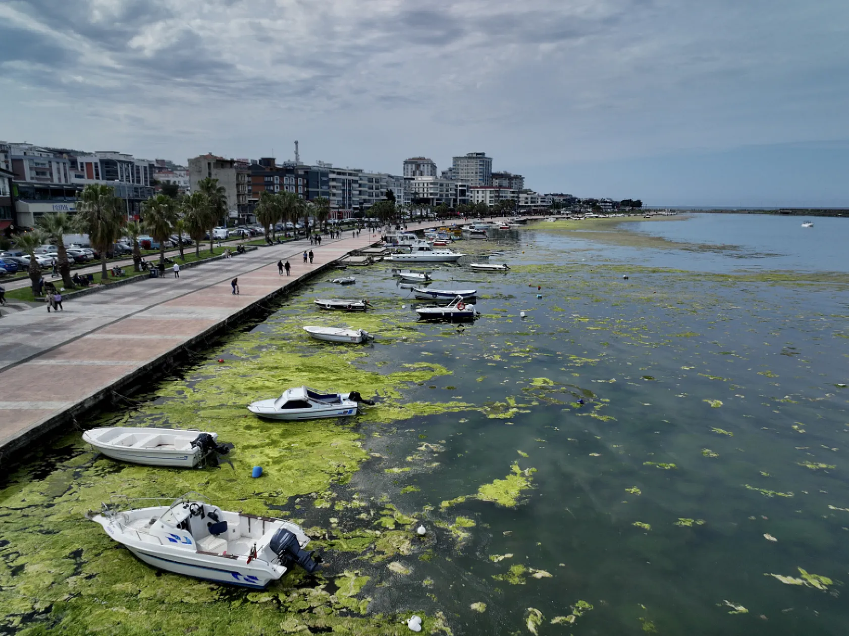 Samsun'da Atakum sahilinde yosun tabakası oluştu