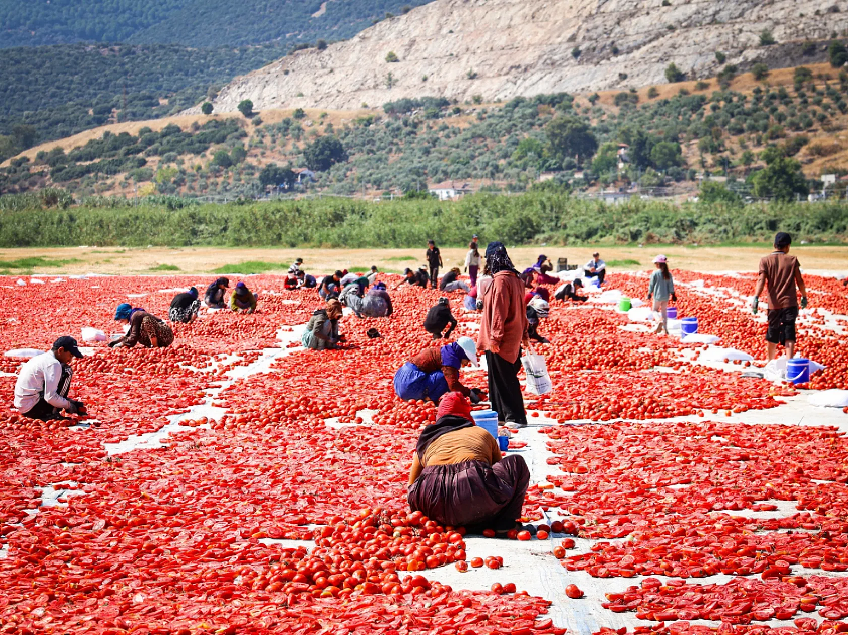 Torbalı'da 'Kırmızı Altın' mesaisi