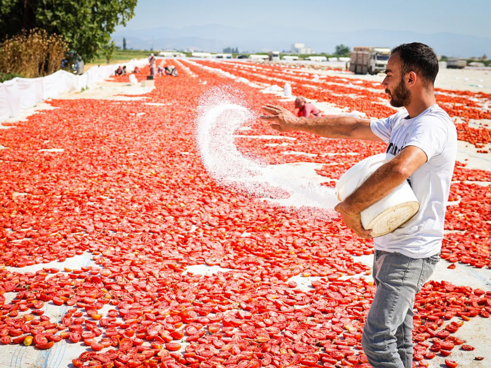 Torbalı'da 'Kırmızı Altın' mesaisi