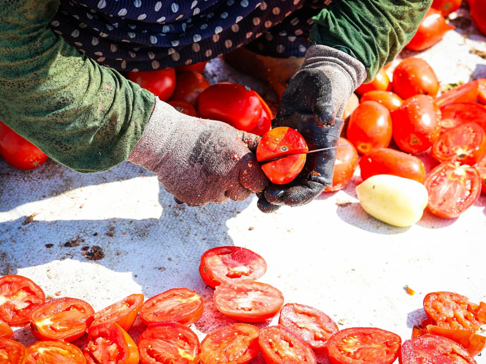 Torbalı'da 'Kırmızı Altın' mesaisi