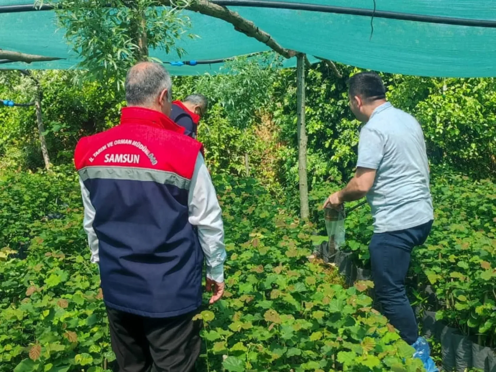 Çarşamba'da ihracata yönelik süs bitkisi üretimi denetlendi