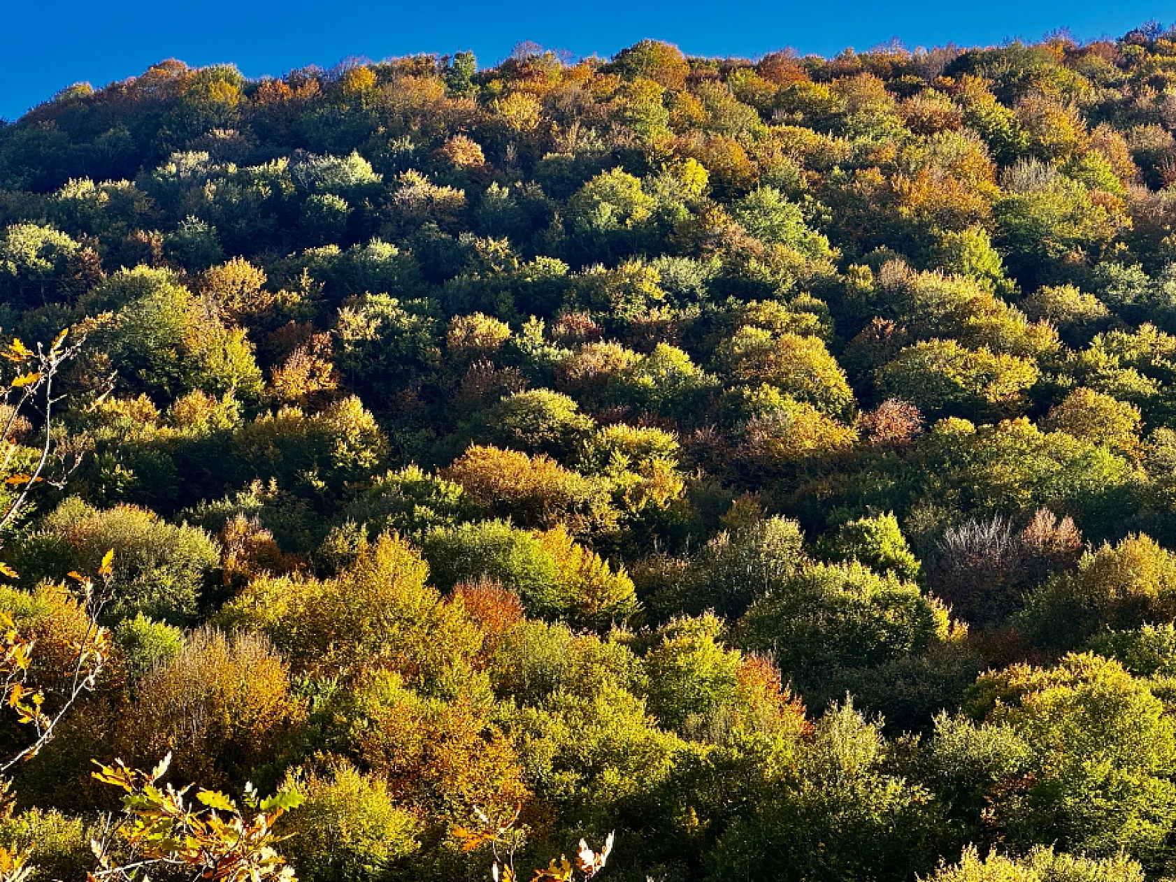 Sarı, Kahve, Yeşil… Nebiyan Dağı Sonbahara Büründü