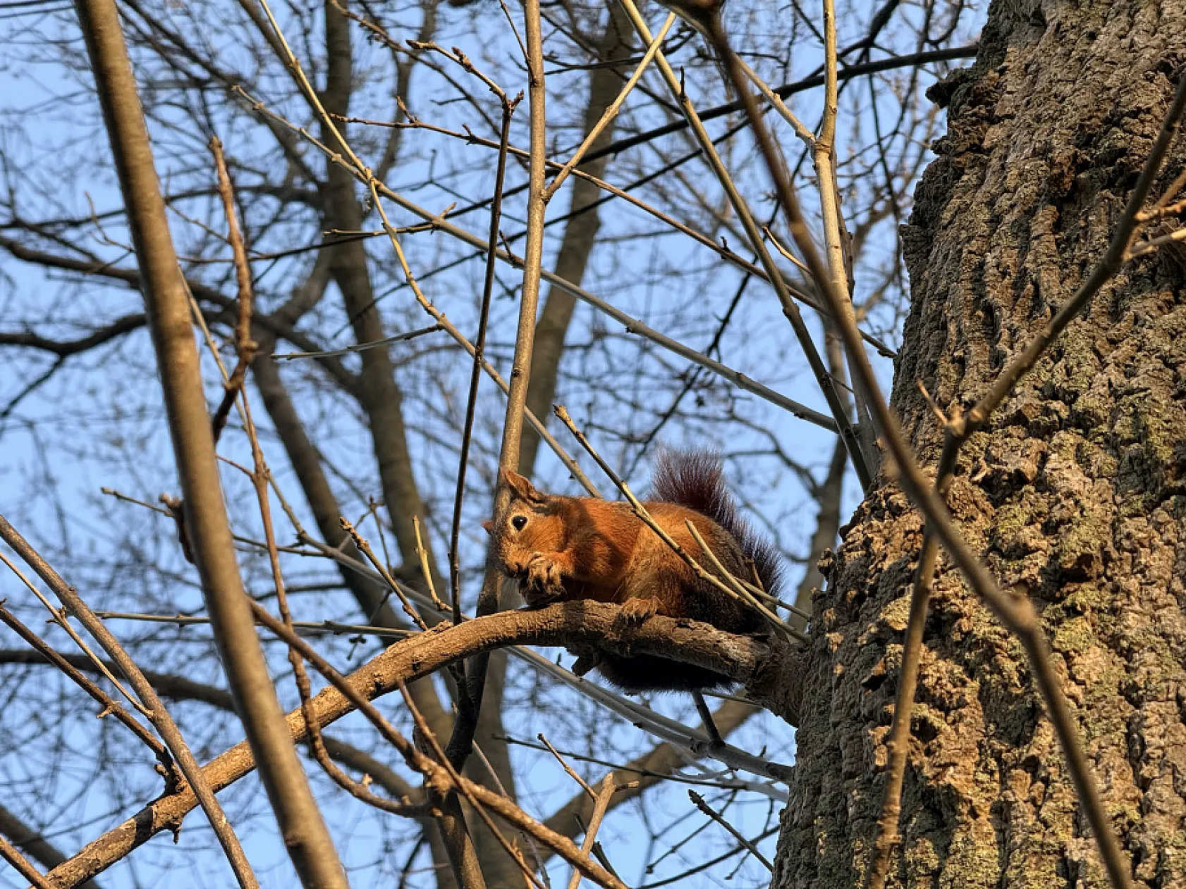 Geyikkoşan Mesire Alanı'nda sevimli misafir