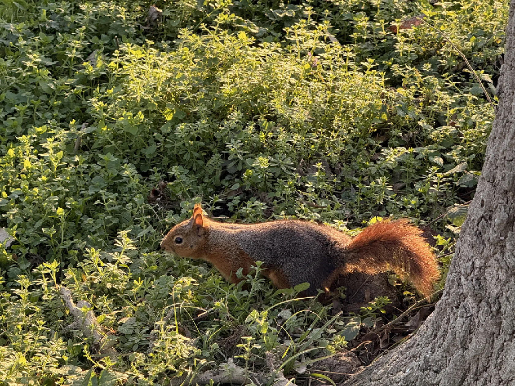 Geyikkoşan Mesire Alanı'nda sevimli misafir