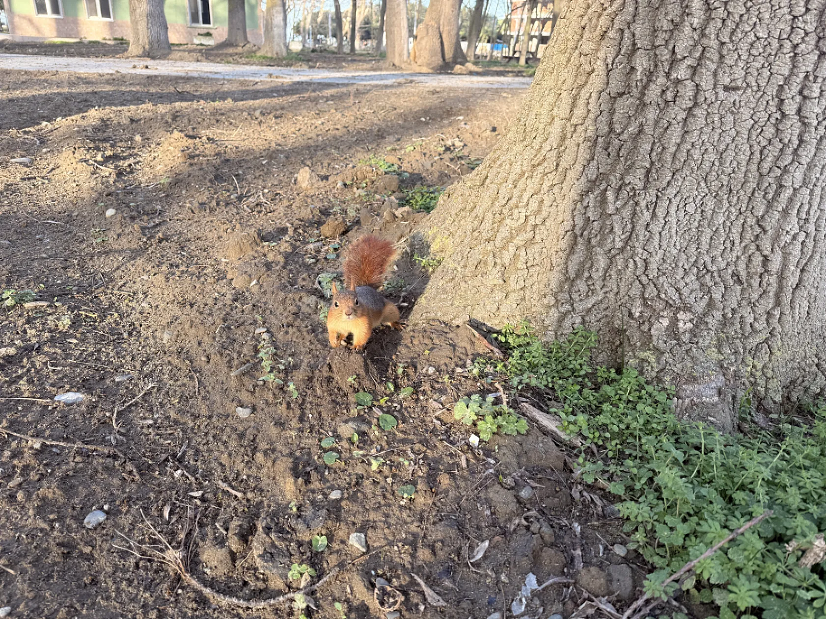 Geyikkoşan Mesire Alanı'nda sevimli misafir