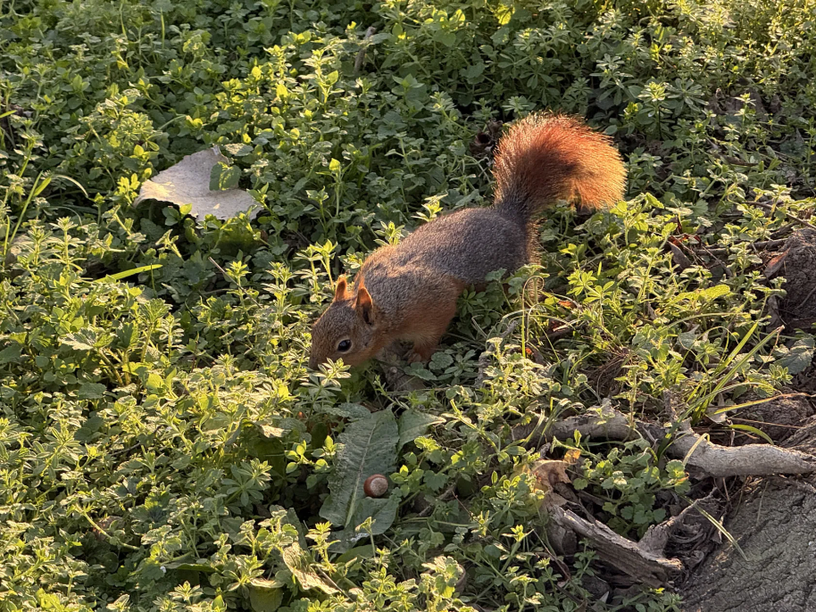 Geyikkoşan Mesire Alanı'nda sevimli misafir