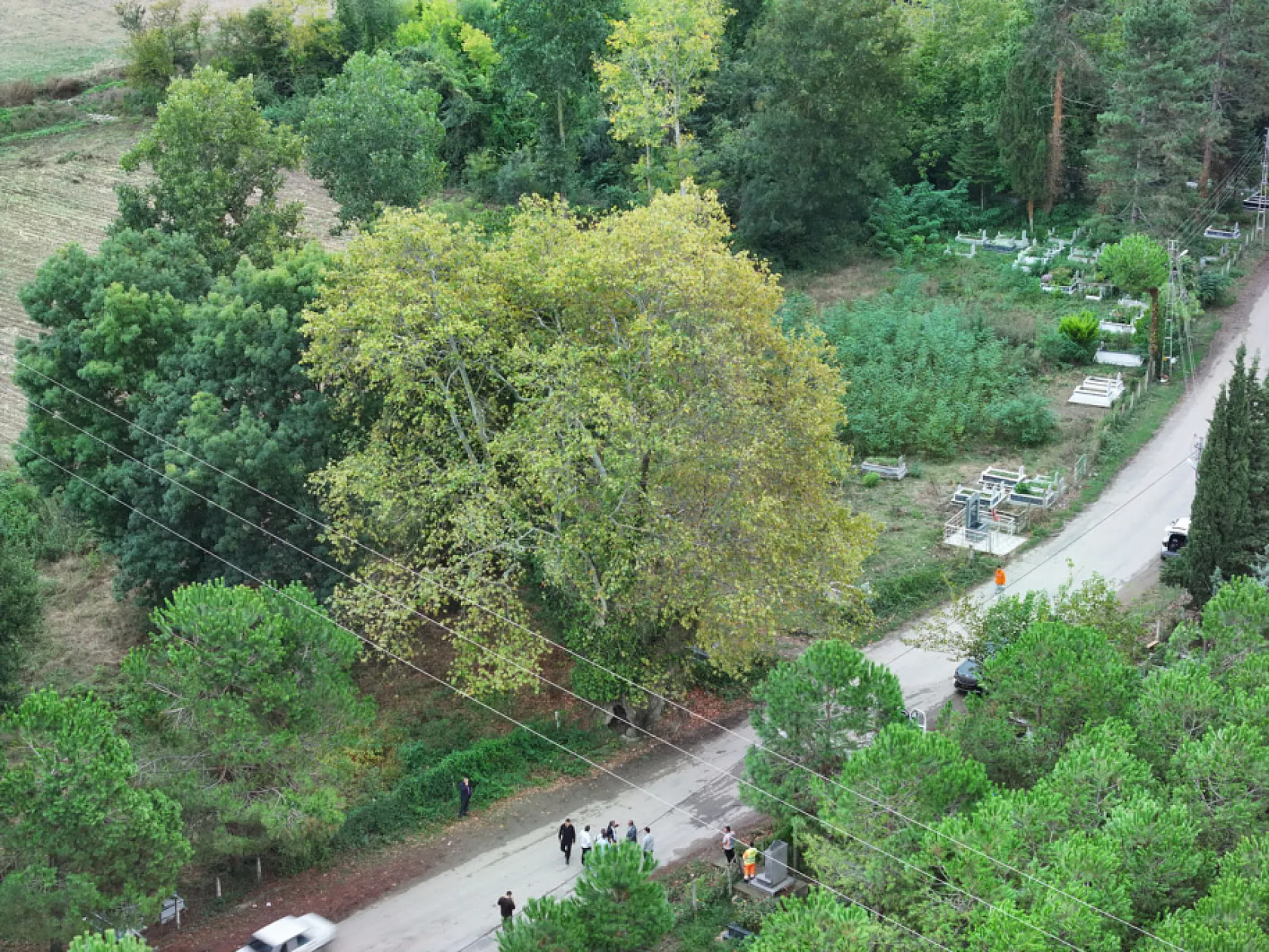 Alaçam'da yüzyıllara meydan okuyan iki çınar: Yaşları 630 ve 450 yıl