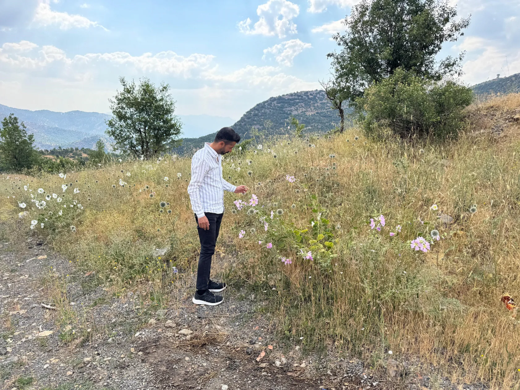 Şırnak'ta çekirge istilası: Yollar sürülerle kaplandı