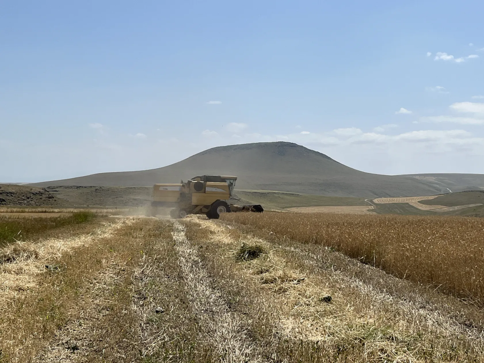 Kars'ta hasat mesaisi başladı: Çiftçiler zamanla yarışıyor