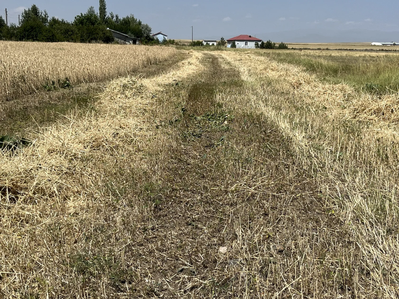 Kars'ta hasat mesaisi başladı: Çiftçiler zamanla yarışıyor