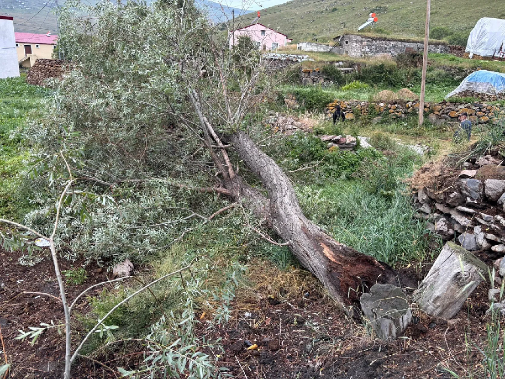 Şiddetli rüzgar ağaçları kökünden söktü