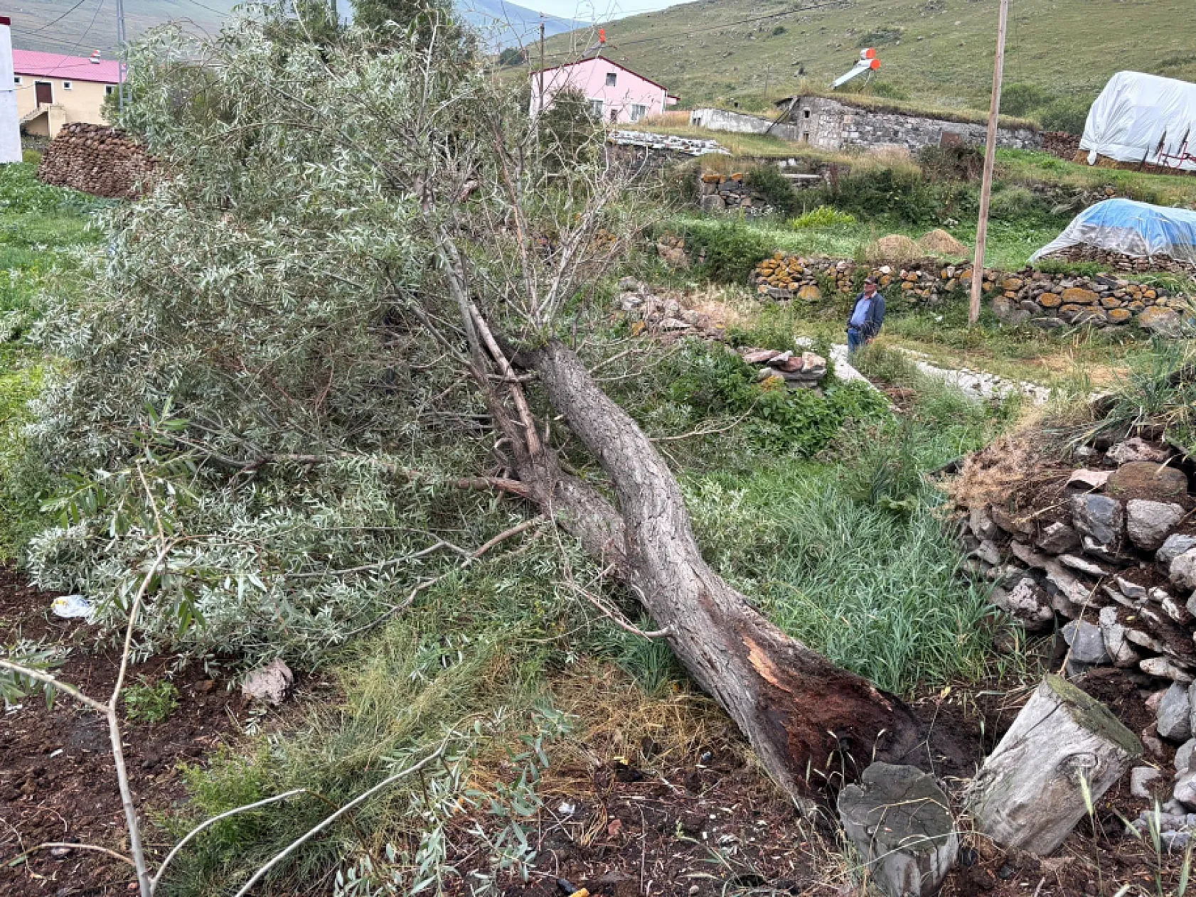 Şiddetli rüzgar ağaçları kökünden söktü