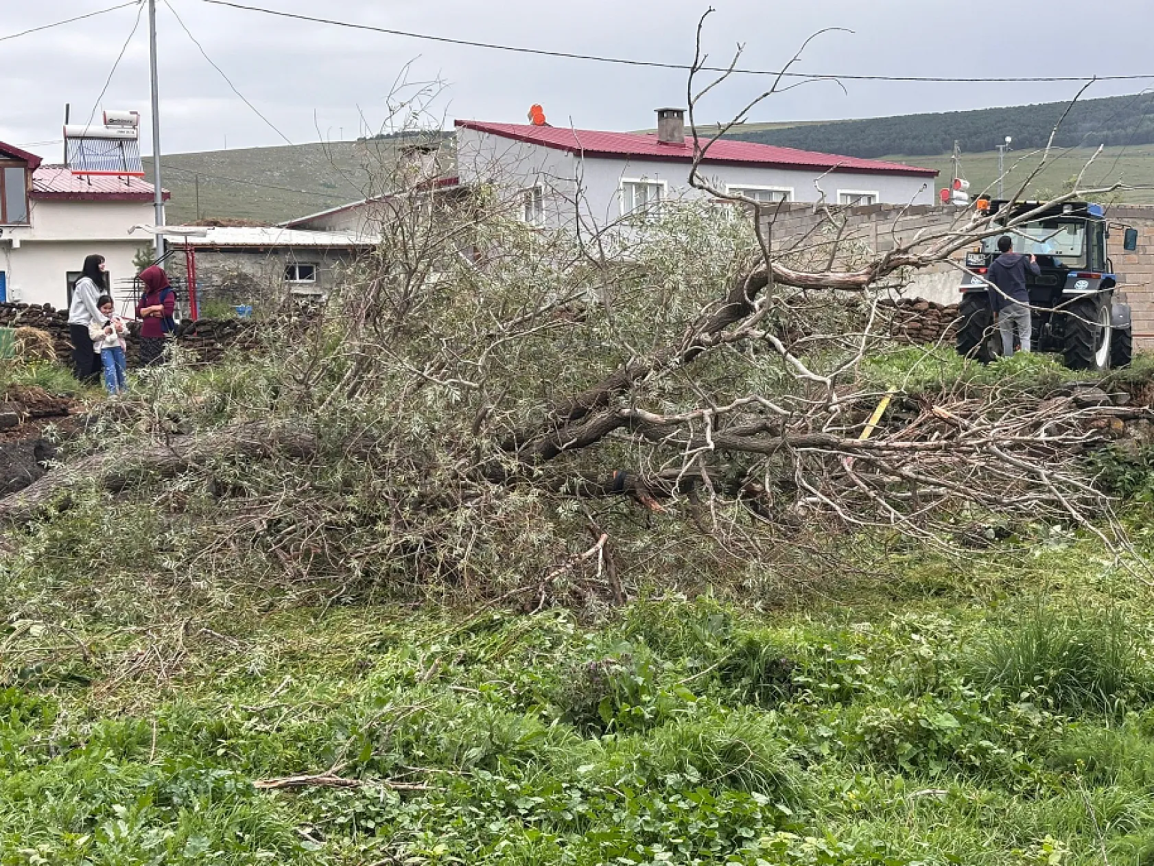 Şiddetli rüzgar ağaçları kökünden söktü