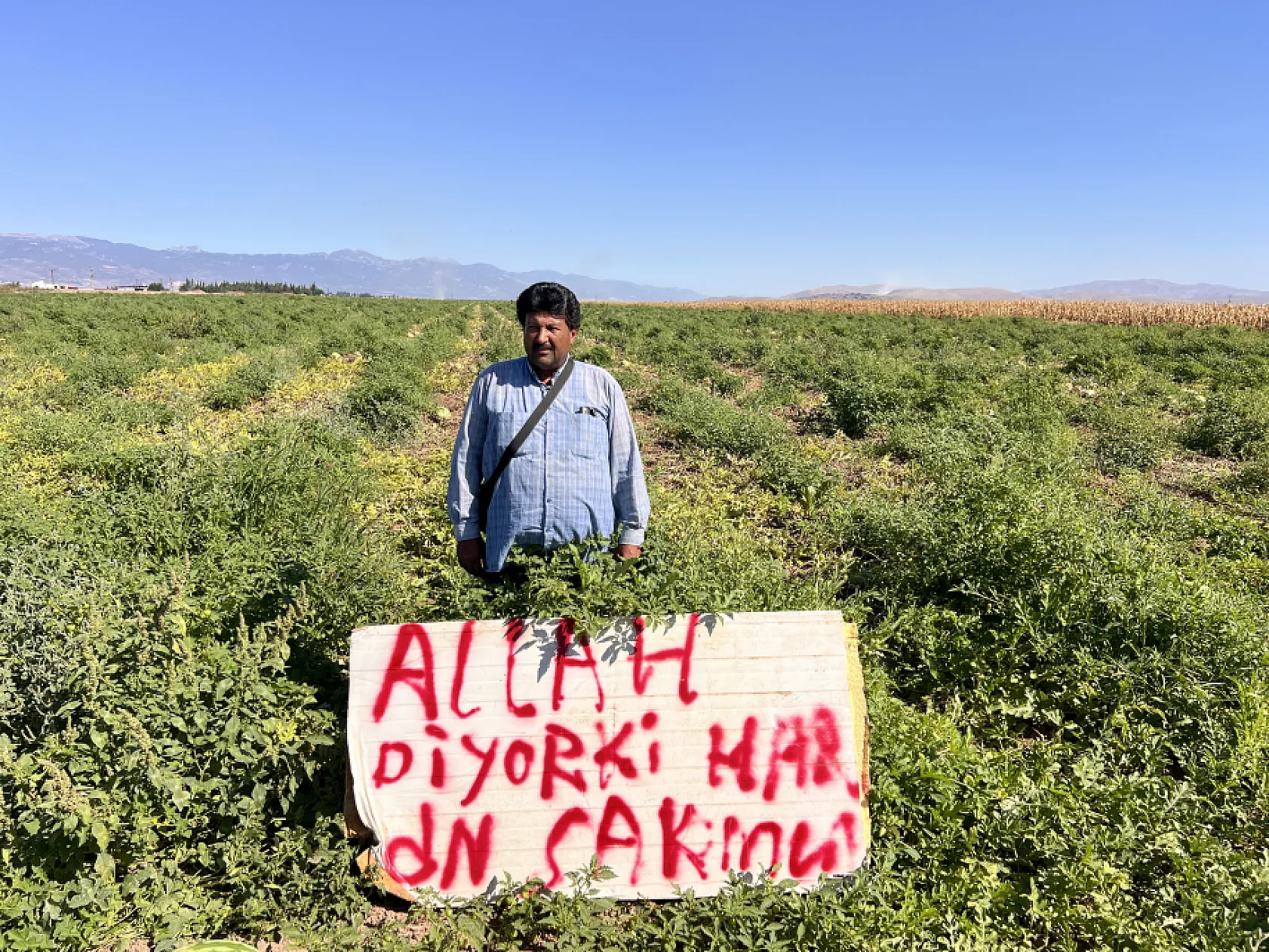 Karpuzlarını koruyamayan çiftçi tarlasında nöbet tutmaya başladı
