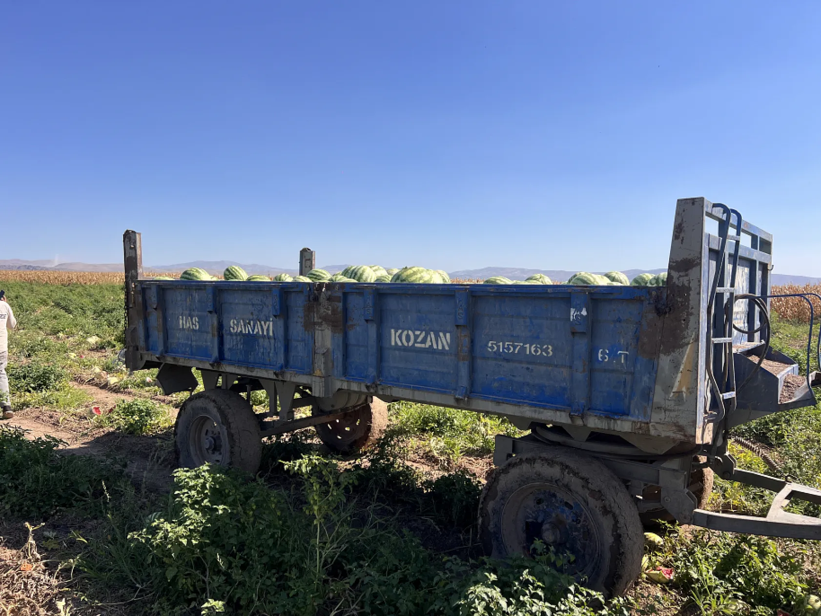 Karpuzlarını koruyamayan çiftçi tarlasında nöbet tutmaya başladı