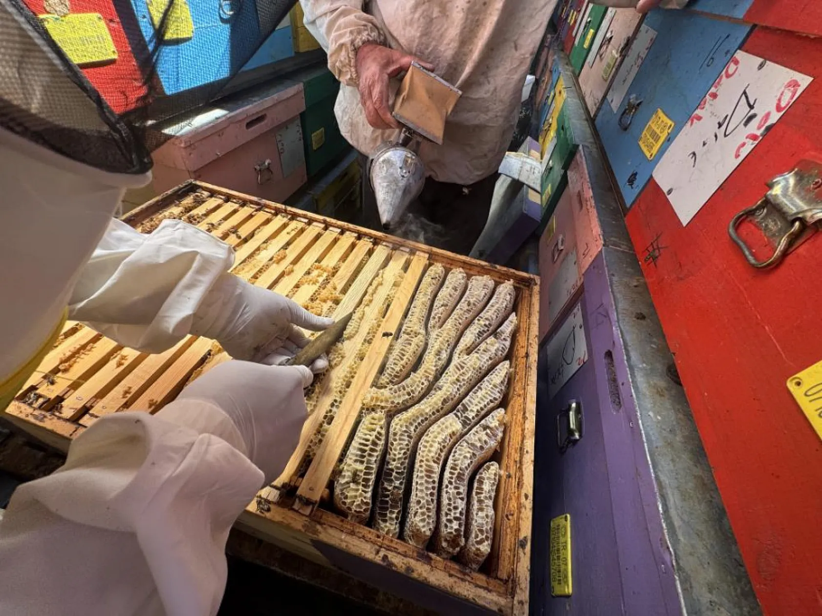 Kovanlar kilometrelerce yol kat ediyor, bal yaylalardan sofralara ulaşıyor