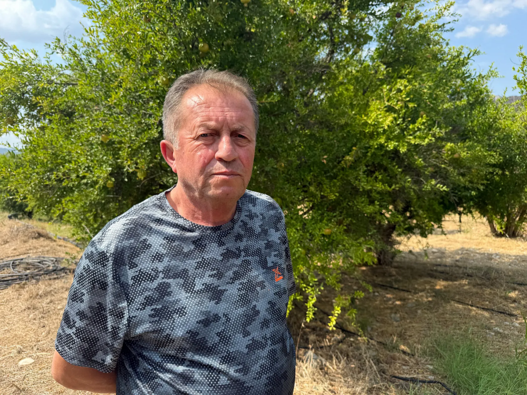 İnhisar'da nar hasadı yaklaşırken rekolte beklentisi düştü