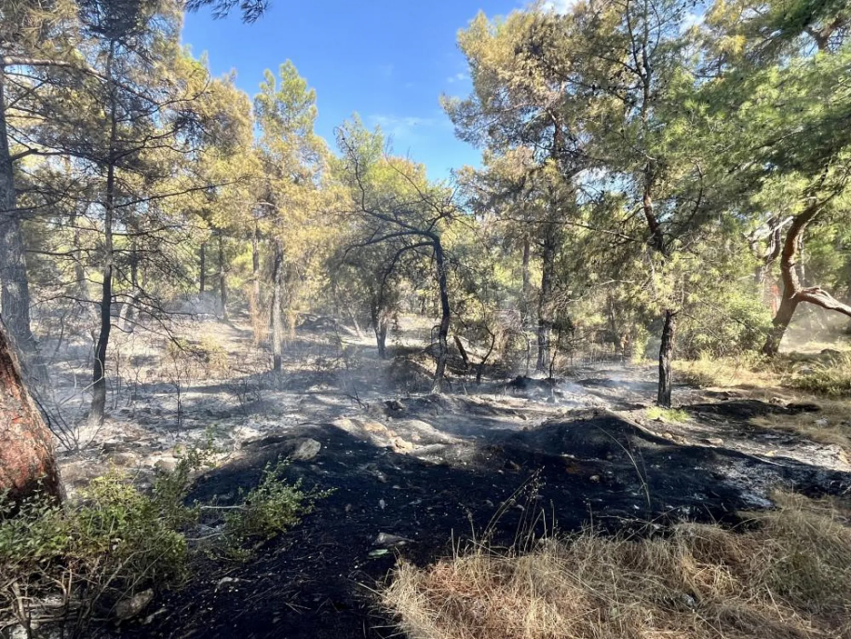 Antalya'da orman yangını paniği