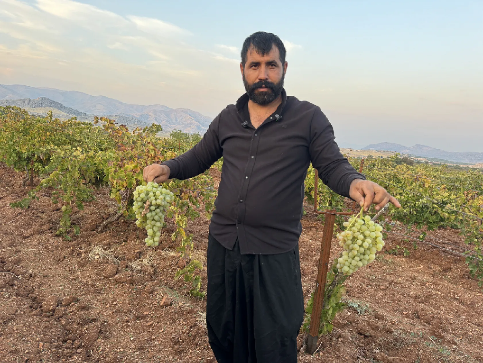 Diyarbakır'da yetişiyor, 81 ile gönderiliyor