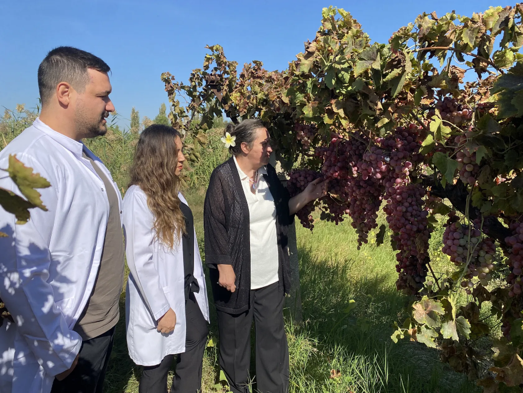 Manisa'nın iki üzüm çeşidinin genetik haritası çıkarıldı