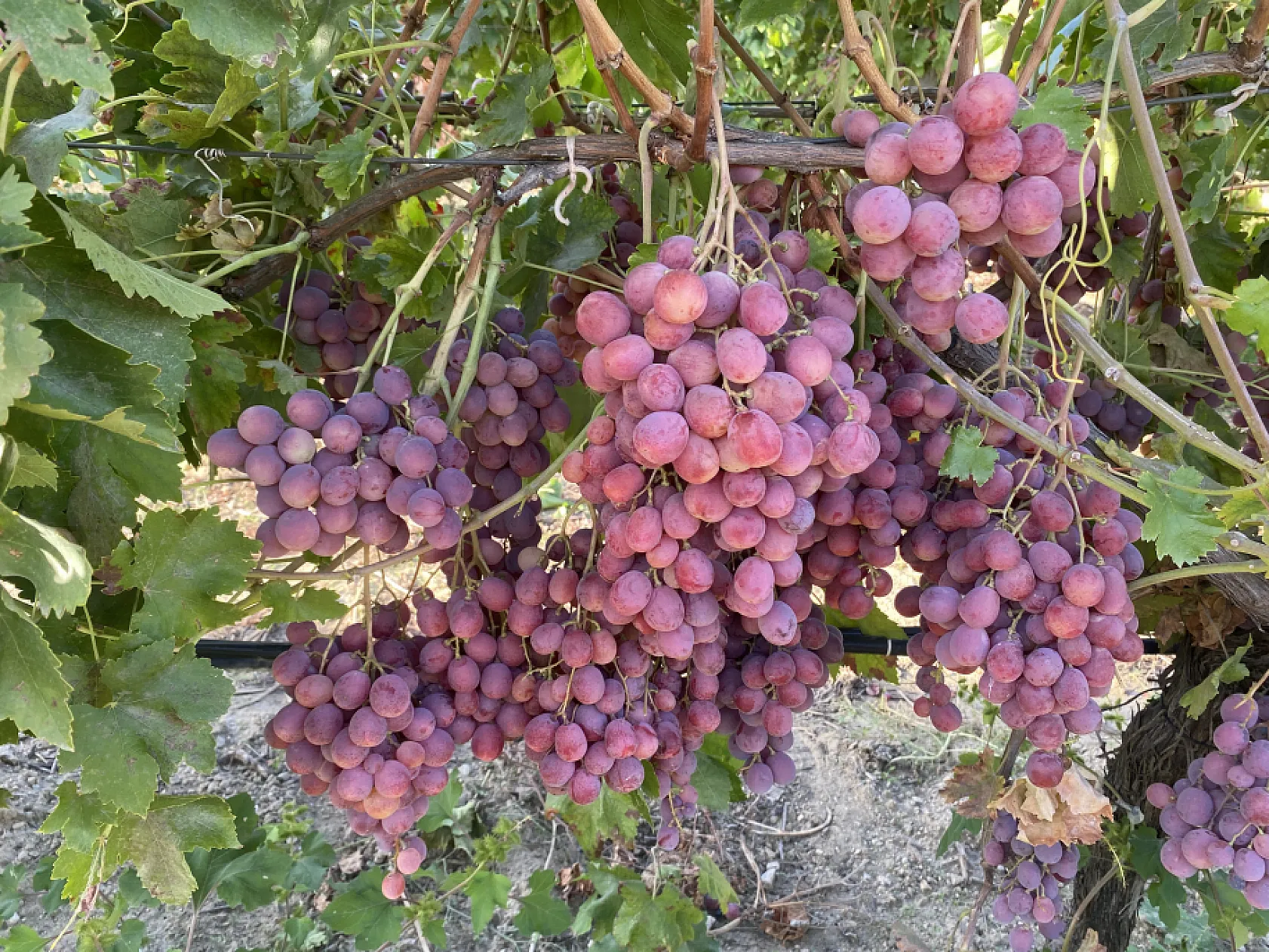 Manisa'nın iki üzüm çeşidinin genetik haritası çıkarıldı
