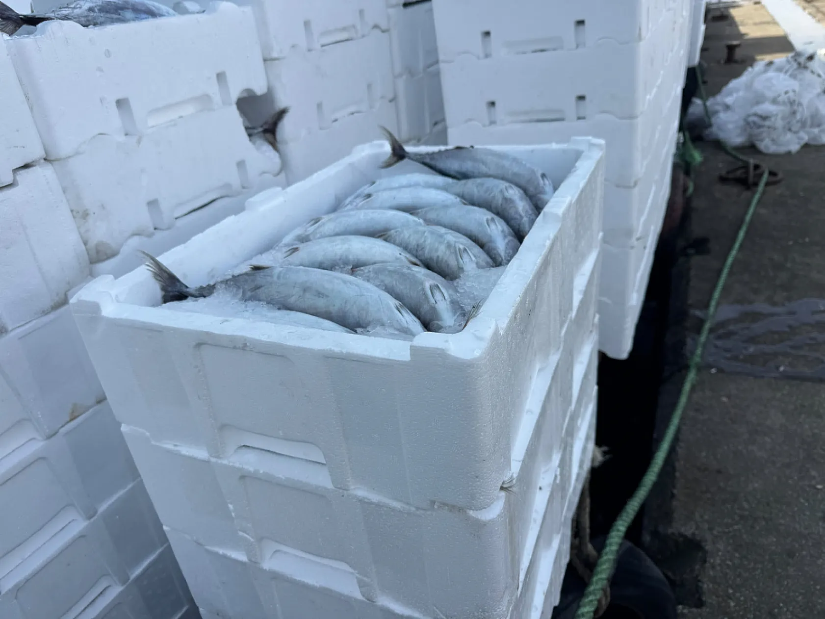 Palamut ucuzladı, strafor kasa fiyatı üçe katladı
