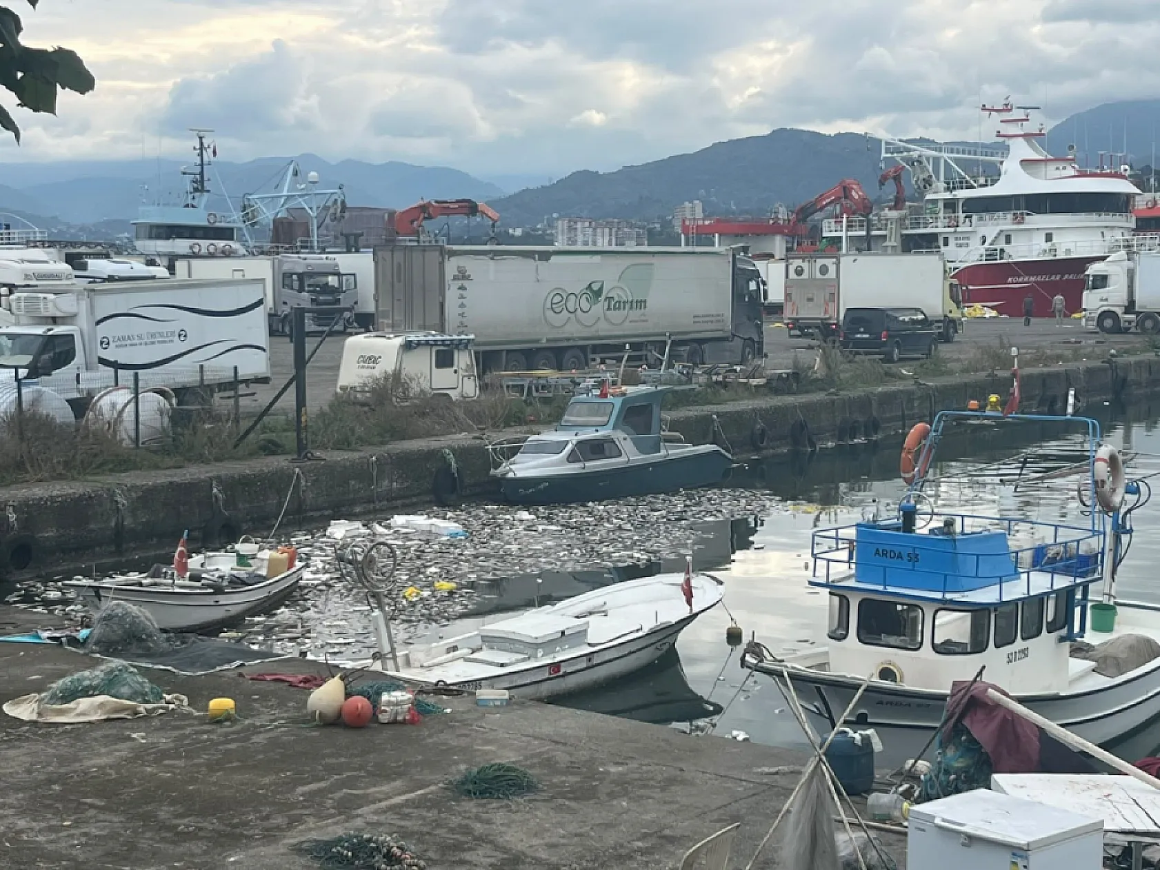 Rize'de palamut bolluğu çileye dönüştü: Liman ölü balıklarla doldu