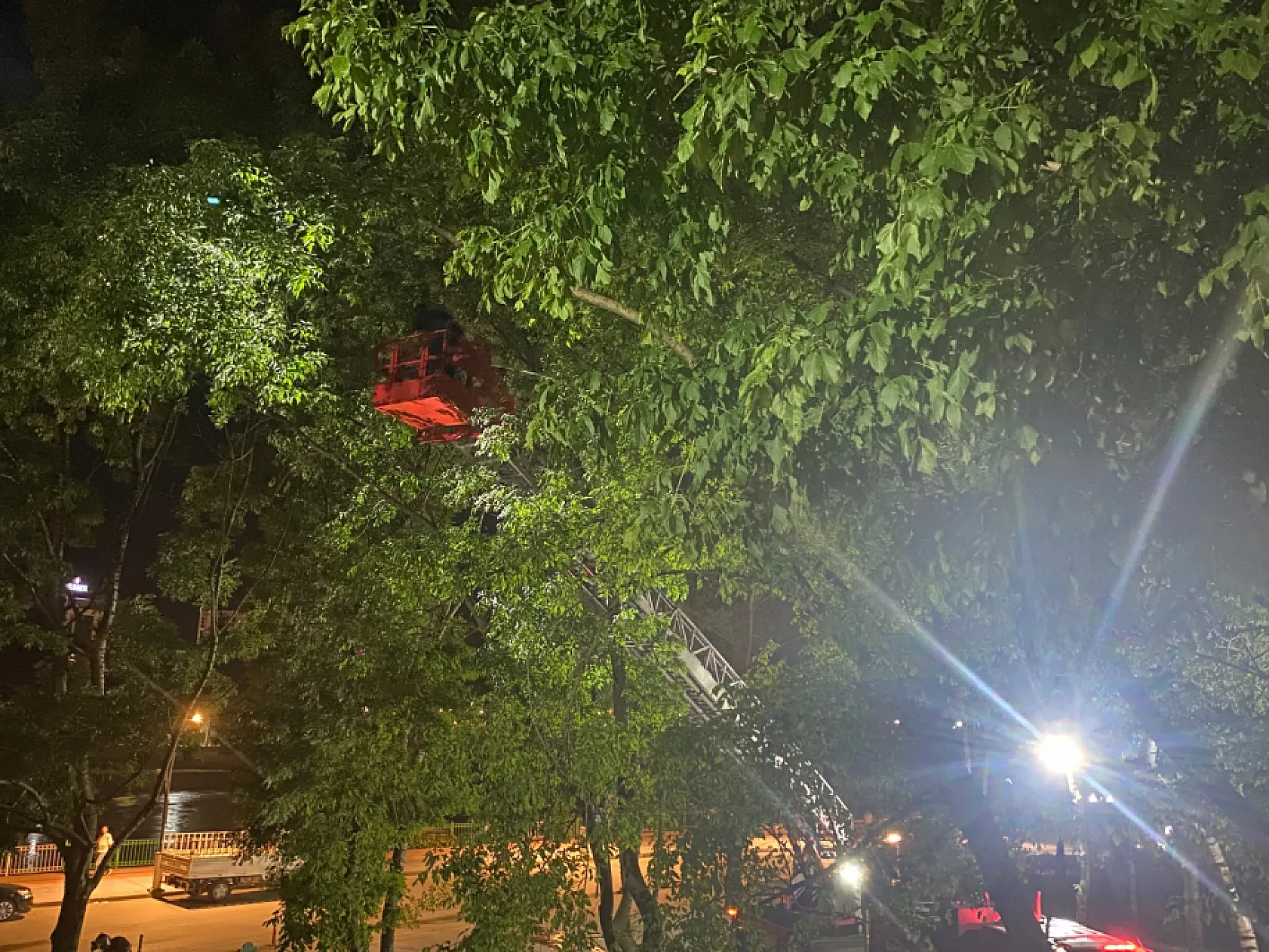 Ağaçta Mahsur Kalan Kediyi İtfaiye kurtardı