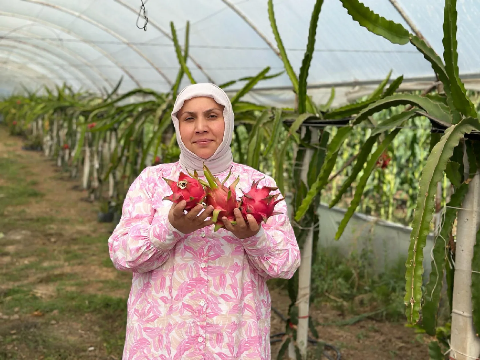 Ejder meyvesi hasadı yüzleri güldürdü