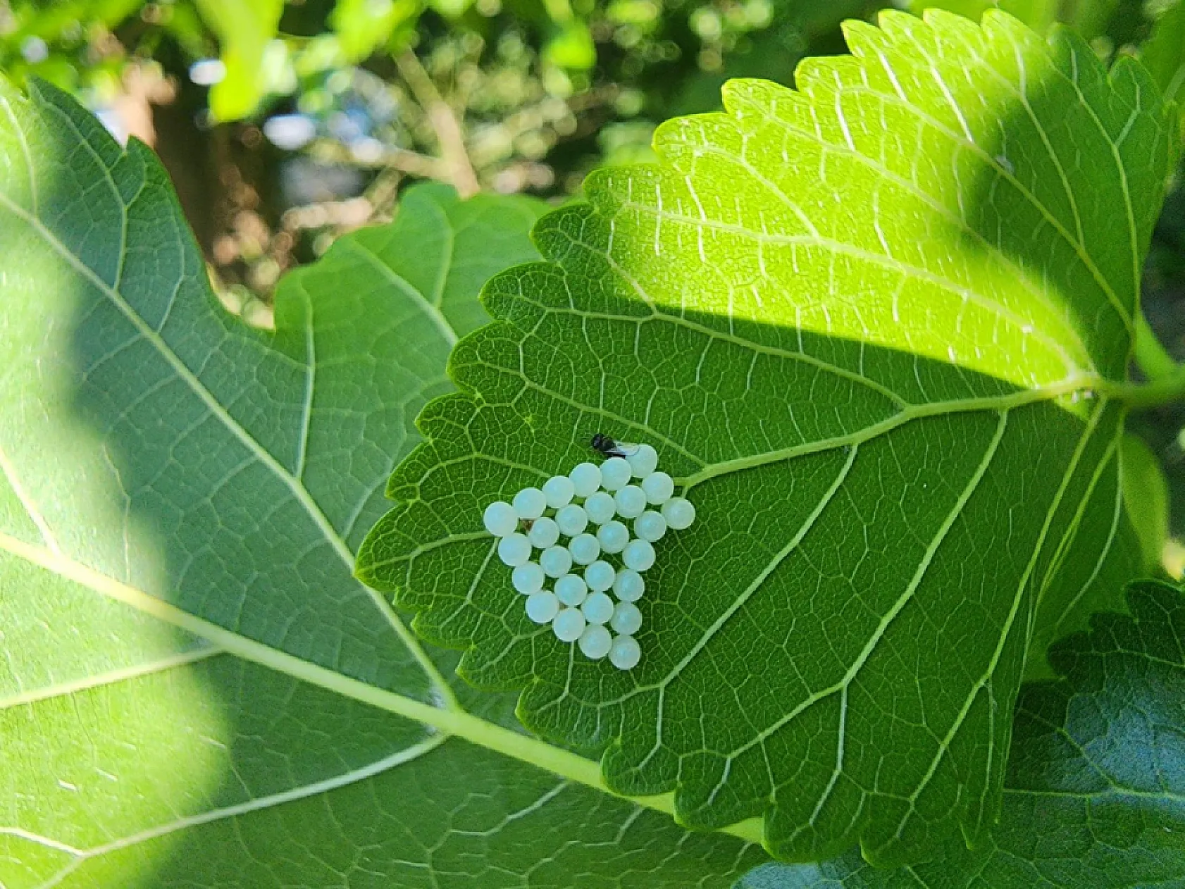 Kokarca ile 1.5 milyon samuray arıcığı savaşacak