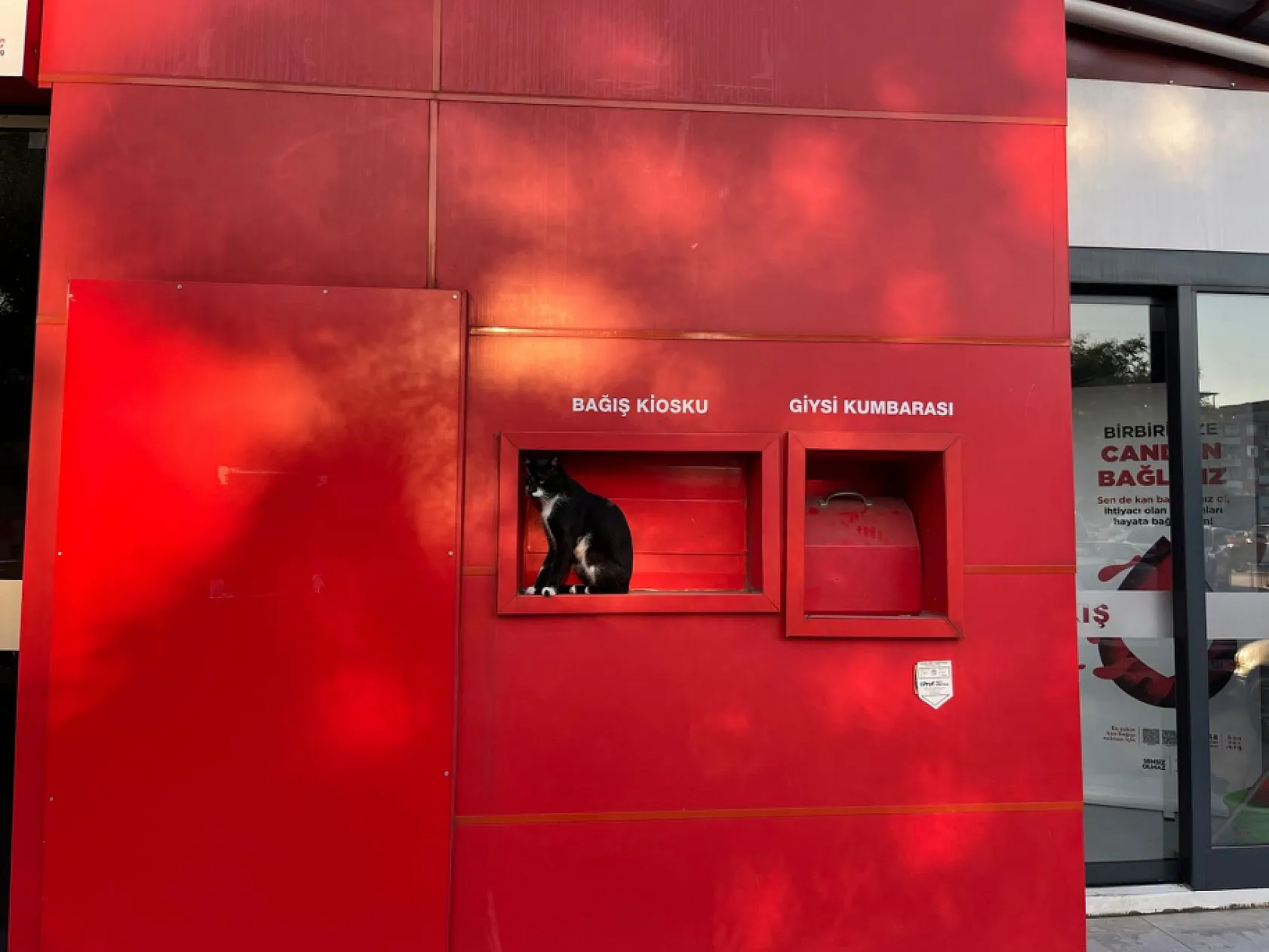 Samsun'da Kızılay Kiosku kedi tarafından korunuyor