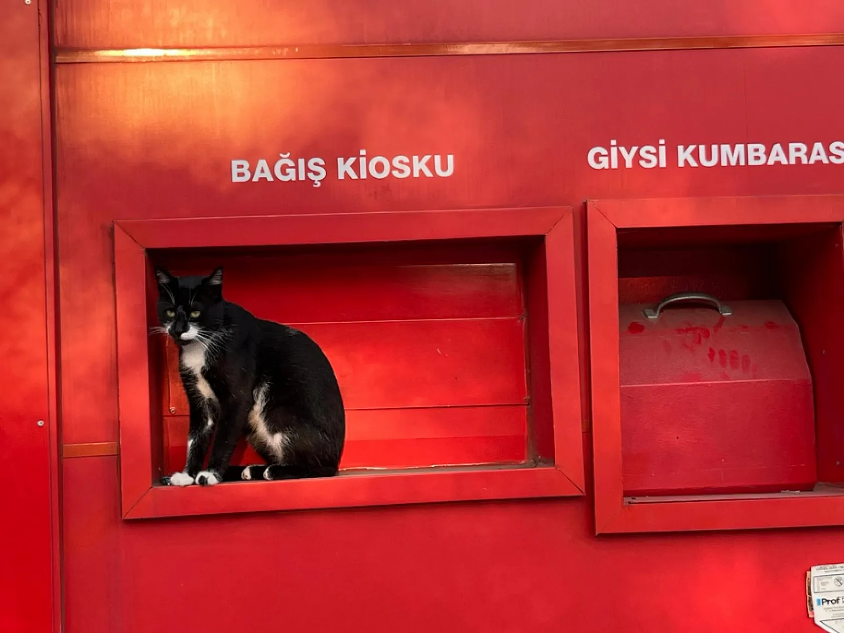 Samsun'da Kızılay Kiosku kedi tarafından korunuyor