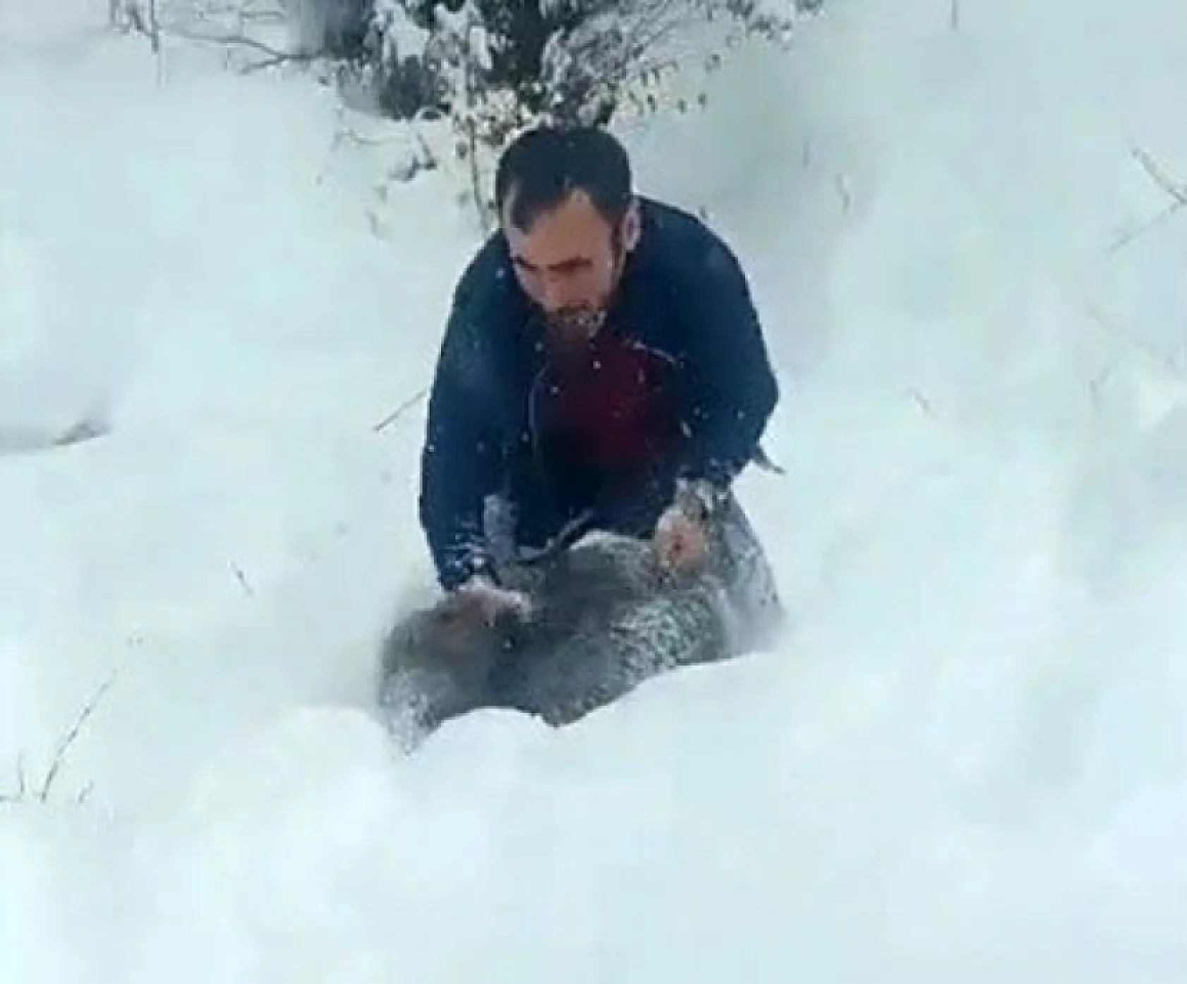 Karlı yolda yaban domuzunu elleriyle yakaladı