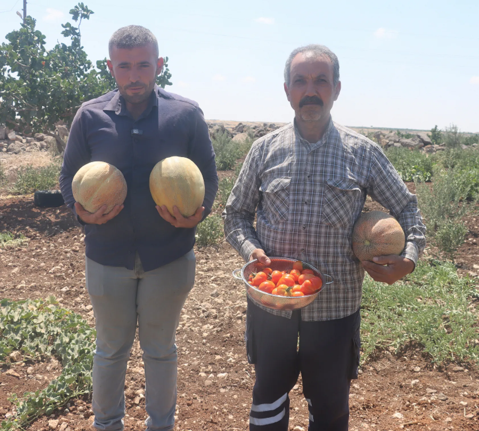 Şanlıurfa'da ata tohumlarıyla yetişen yöresel ürünler hasada başladı