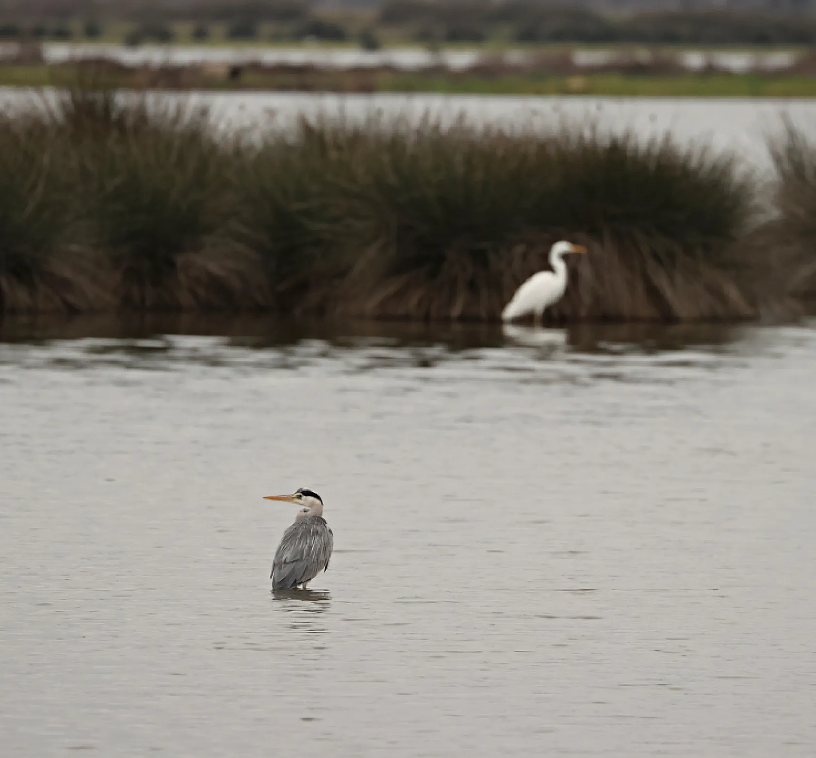Kızılırmak Deltası Zengin Biyoçeşitliliğiyle Dikkat Çekiyor