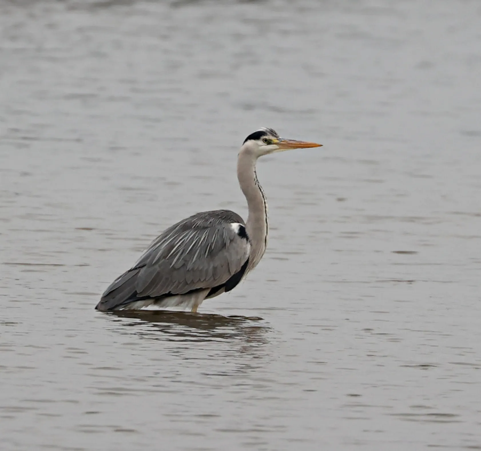 Kızılırmak Deltası Zengin Biyoçeşitliliğiyle Dikkat Çekiyor