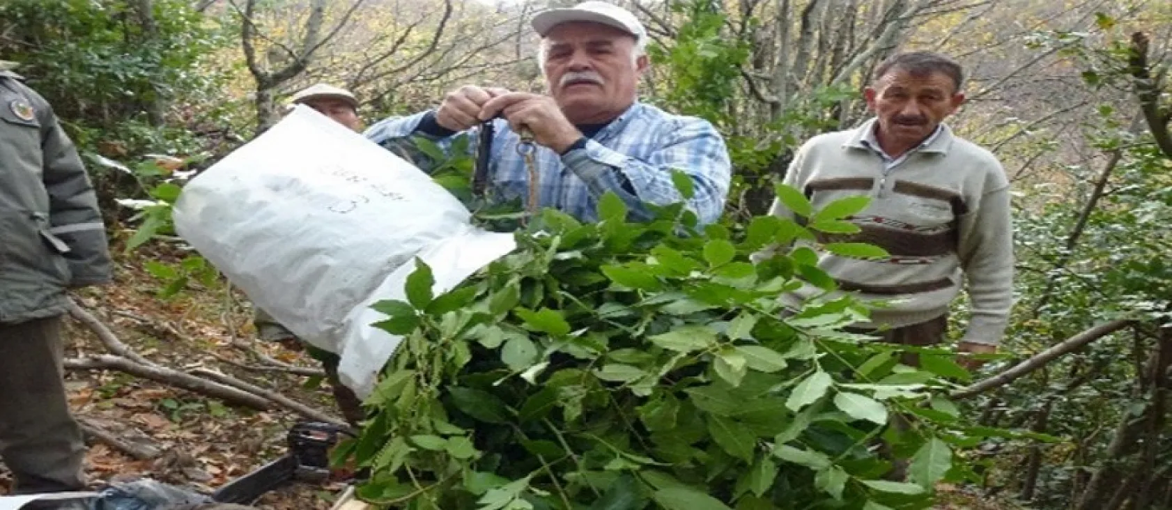 Tıbbi ve aromatik ürünler orman köylüsüne ek gelir sağlıyor