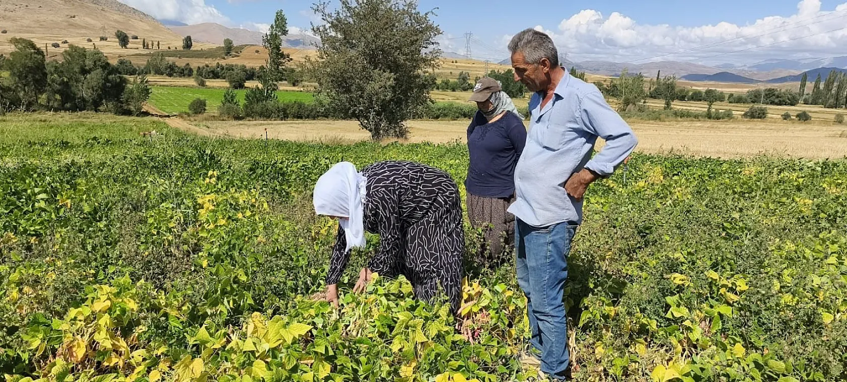 Tarladan sofraya: Tufanbeyli fasulyesinde hasat başladı