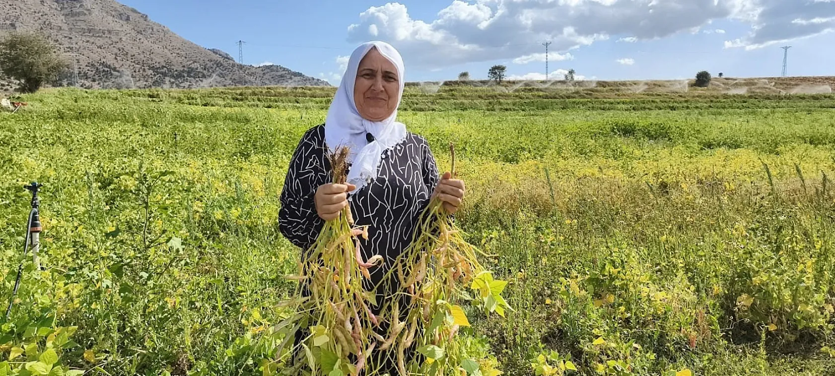 Tarladan sofraya: Tufanbeyli fasulyesinde hasat başladı