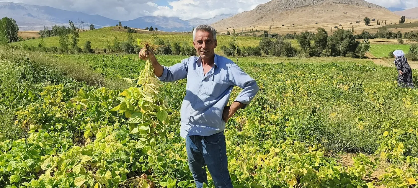 Tarladan sofraya: Tufanbeyli fasulyesinde hasat başladı