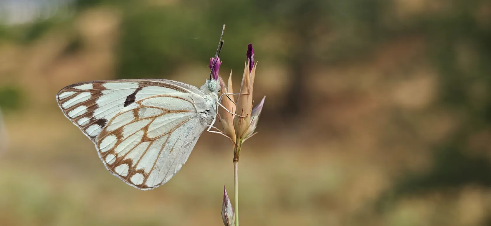 Tatvan'da görülen kelebek Bitlis listesine girdi
