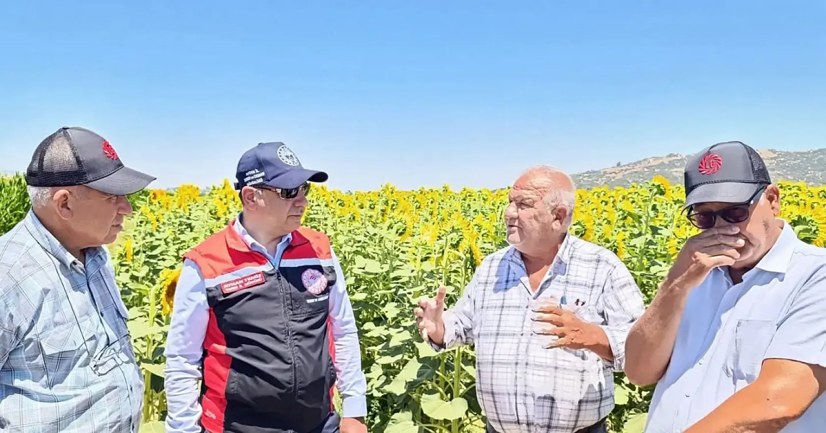 Söke, Aydın'da Ayçiçeği Üretiminin Yüzde 72'sini Tek Başına Karşılıyor