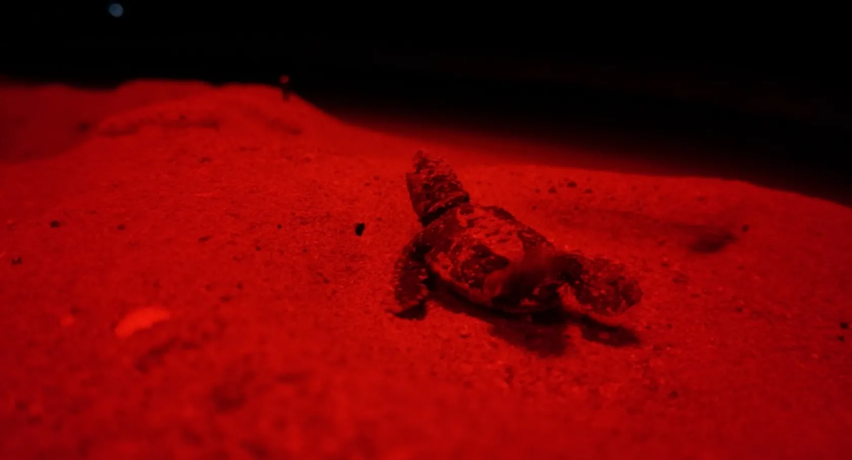 Kırmızı LED ışıklar caretta carettaların yolunu aydınlattı