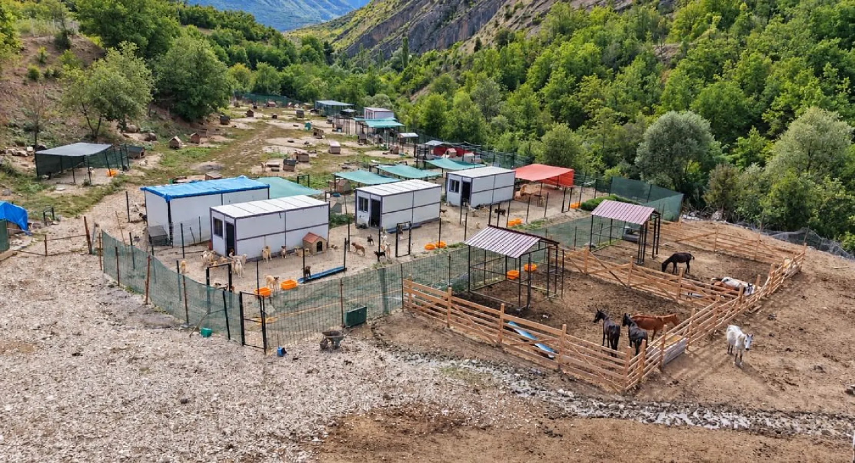 Kesime götürülürken terk edilmişlerdi! Artvin'de 5 yıldır hayvanlara yuva oluyor