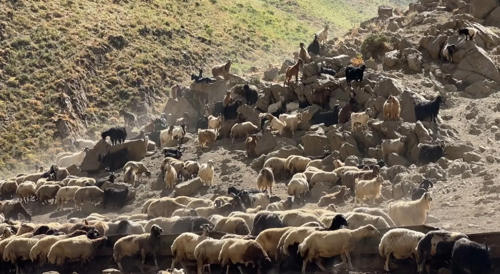 Kavurucu sıcakta berivanların zorlu yayla mesaisi