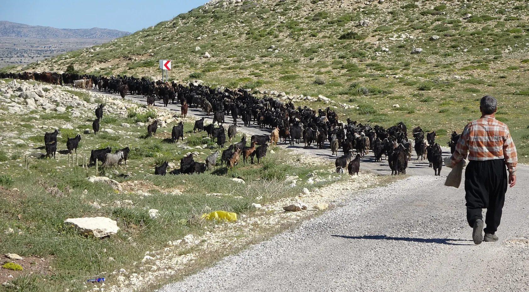 Yörüklerin yayla mesaisi başladı