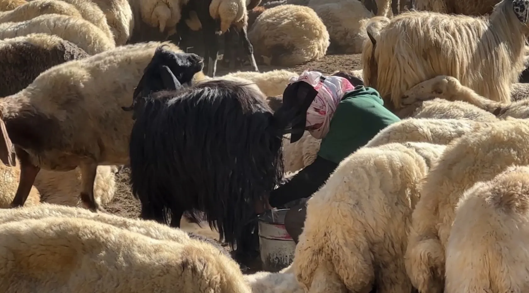 Kavurucu sıcakta berivanların zorlu yayla mesaisi
