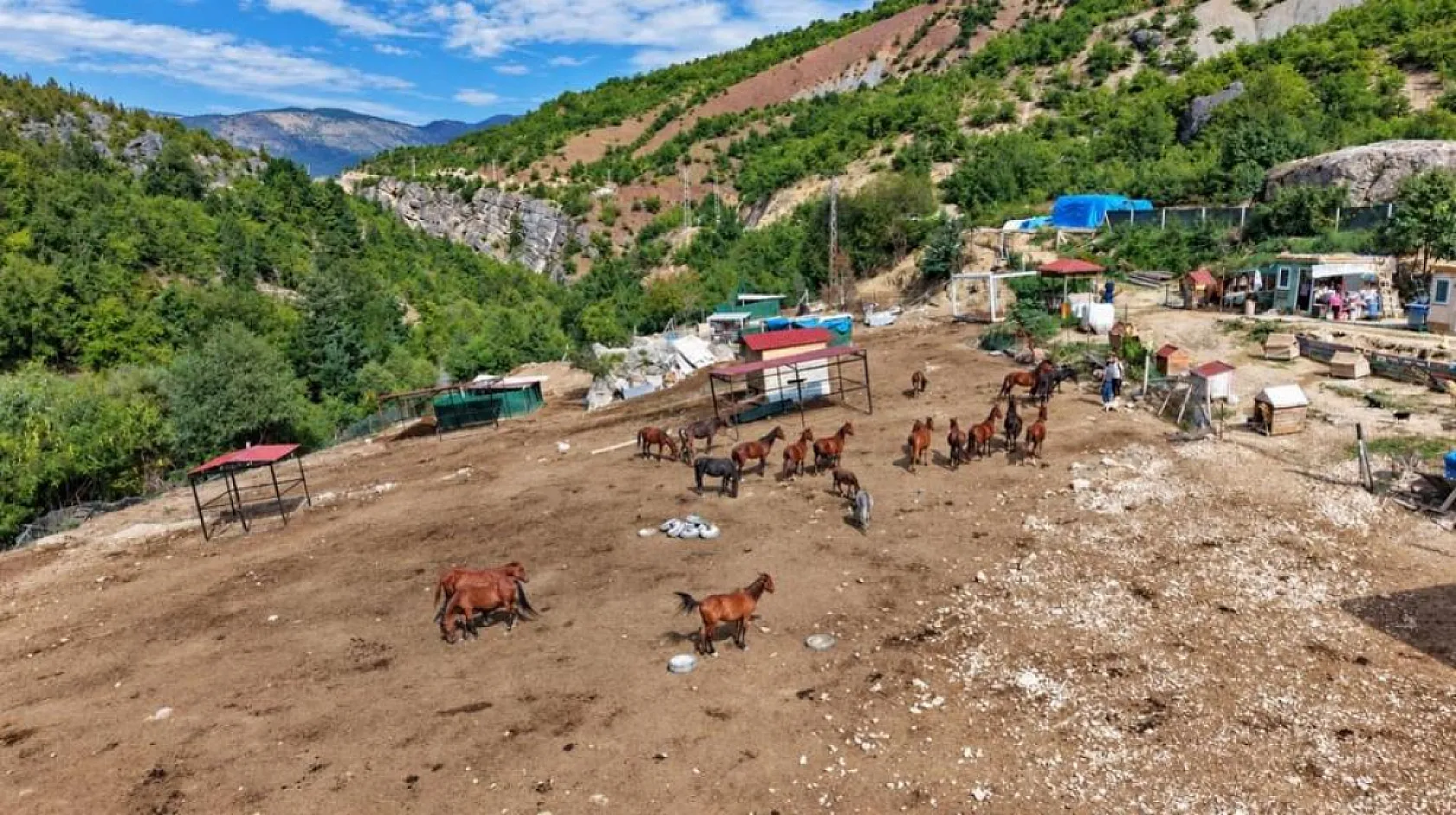 Kesime götürülürken terk edilmişlerdi! Artvin'de 5 yıldır hayvanlara yuva oluyor