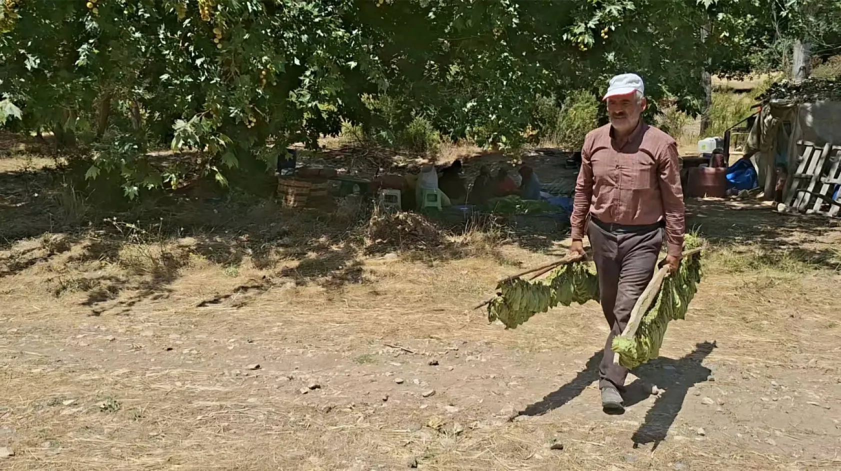 Bir zamanlar 'Tütünkent'ti şimdi sadece 3 üretici kaldı